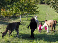 Am liebsten fressen wir Heu und Gras